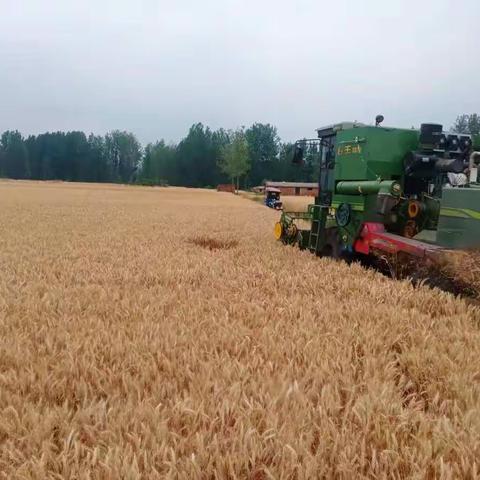 “三夏”禁烧田间忙，护航粮食进粮仓