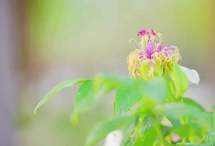 花开花谢