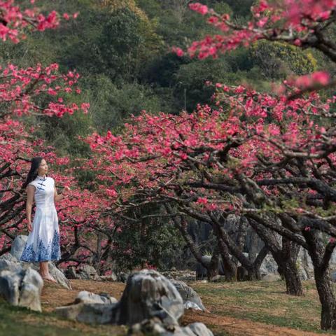 逐春花影