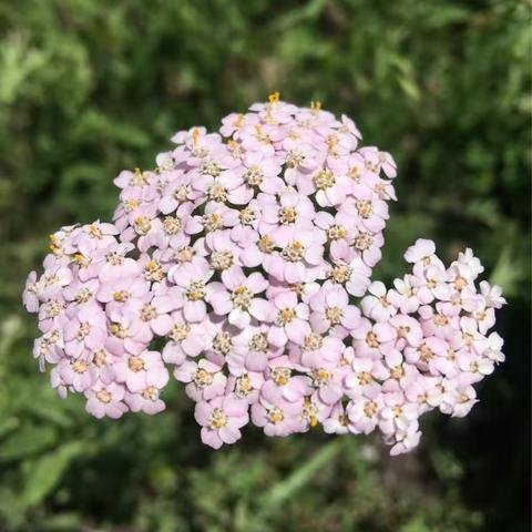 蜜蜂的天堂------昭苏（副本）