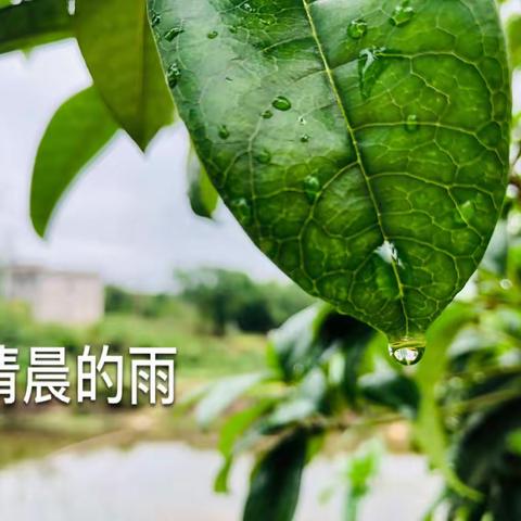 清晨的雨