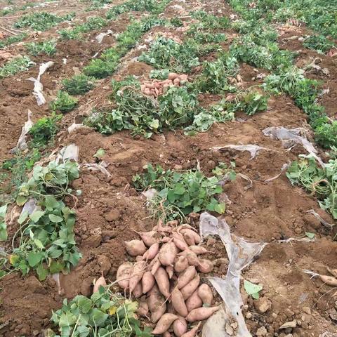 洛宁小界乡贾窑村王朝军农家户纯手工红薯粉条进城外卖了！（四承诺：1：生地红薯2:农家肥3:笨红薯苗4:手工漏制）