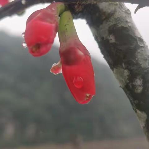 瑞雪兆丰年