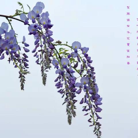又是一年紫藤花开