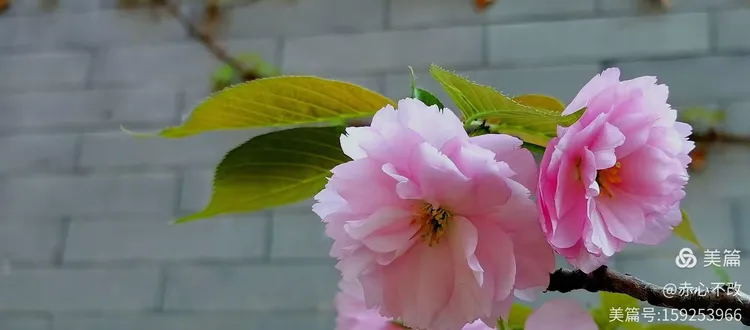 晚樱 品种