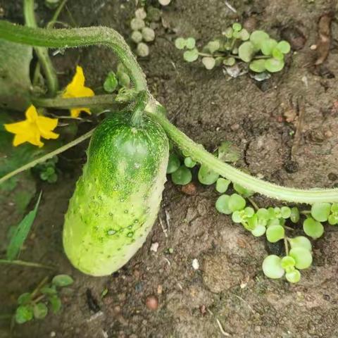 黄瓜种植记录