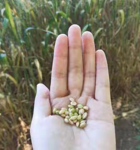 【小满温和夏意浓，麦仁满粒量还轻】寺门村学区四留小学二十四节气之小满节气综合实践活动