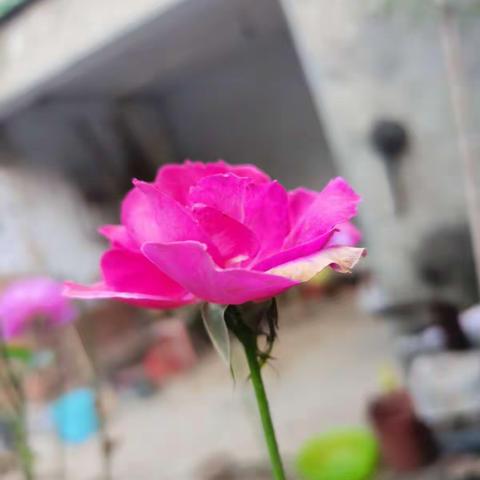 我们班的小老师