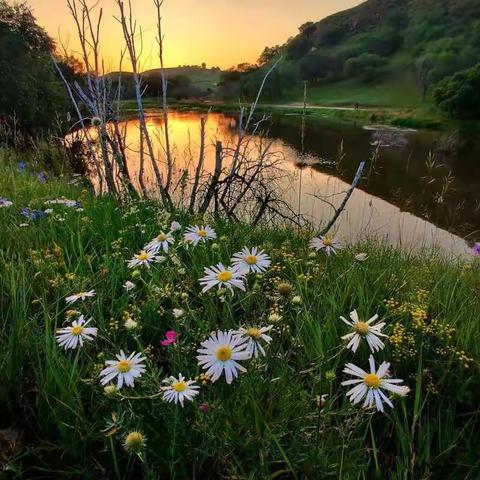初夏，六小带您走进最美的乌兰布统草原
