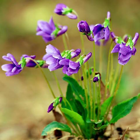 【紫花地丁】