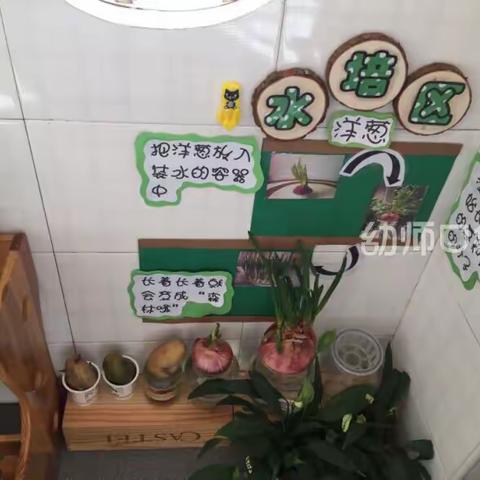 中三班❤️植物角——水培区