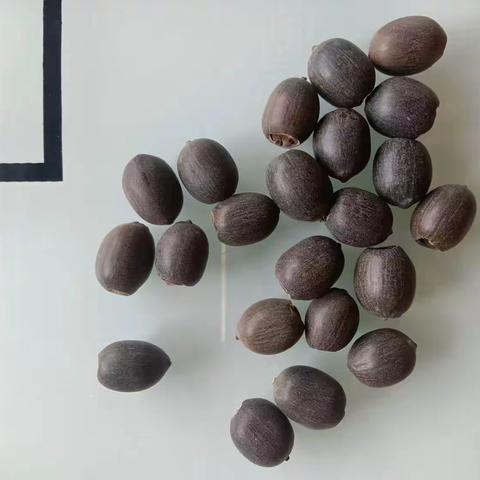 睡莲成长日记