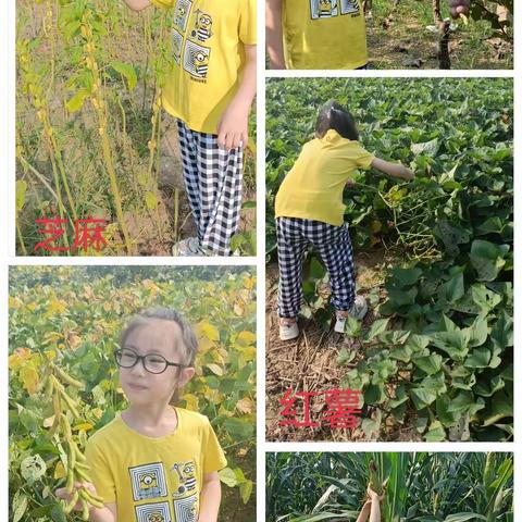 “捕捉秋意，收获快乐”记许昌实验小学一（6）班小朋友感受秋收