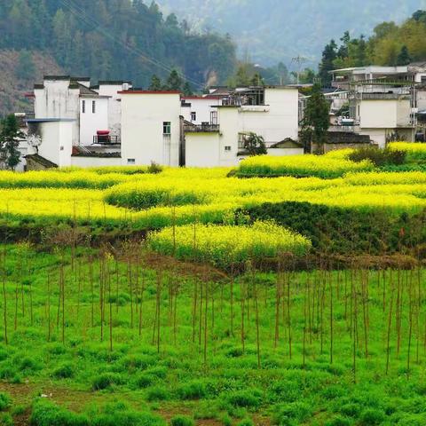 皖南、婺源春游