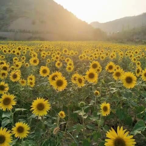 《阳光洒在花朵上》