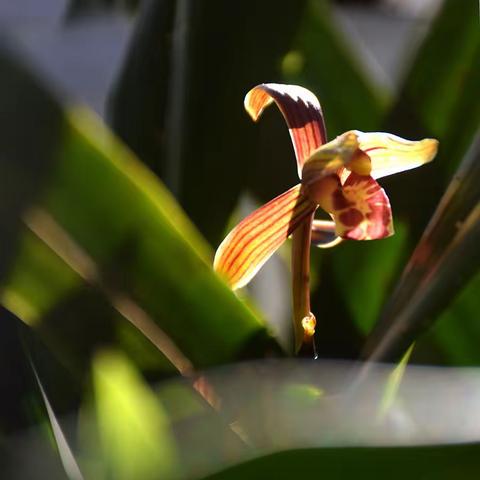 花特写摄影圈摄影月赛【十一月】参赛作品