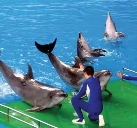 【马屯早教中心幼儿园】开封海洋馆+小宋城+博物馆一日游138元，1.2米以下78元