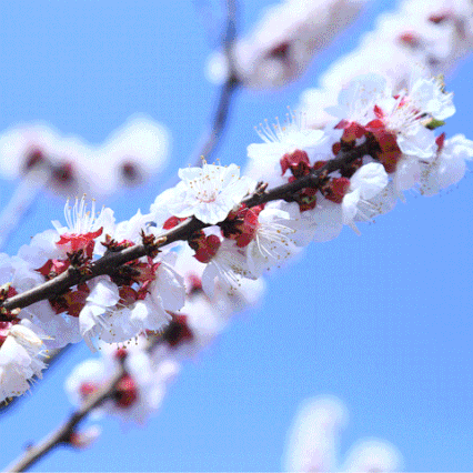 【乐途旅行社】赏花季|我想和你，奔赴龙园，遇见一场花开～