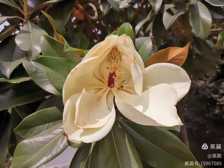 贵州白玉兰出售信息网站_贵州白玉兰出售信息网站查询 贵州白玉兰出售信息网站_贵州白玉兰出售信息网站查询