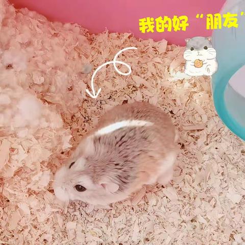 我的小仓鼠🐹