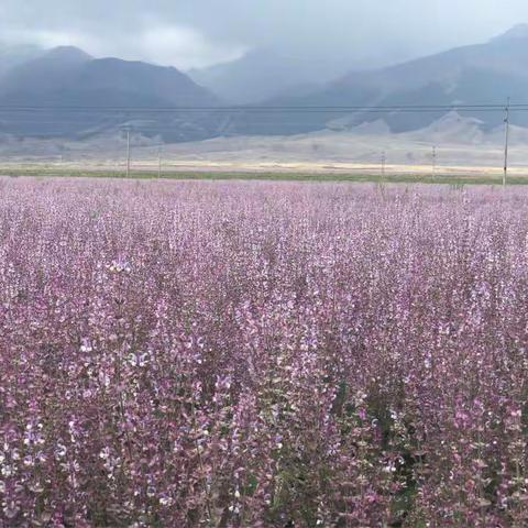 大美新疆自驾游，眼中的美景