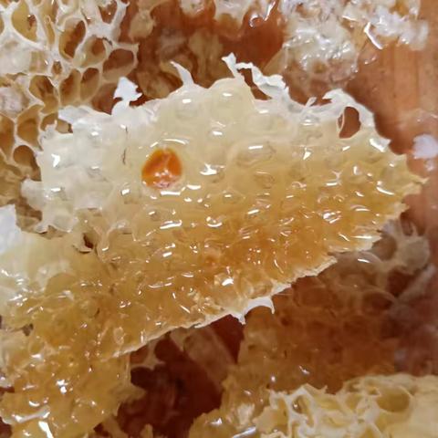 愿做深山养蜂人