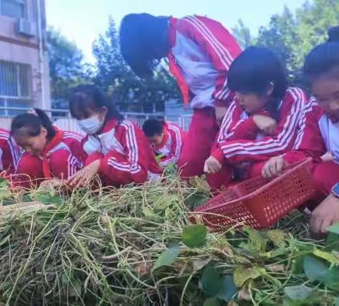 相约金秋，劳动最美——迁安市第四实验小学劳动社团实践活动