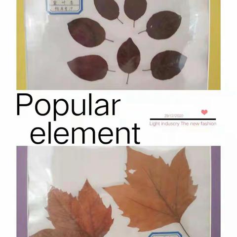 “辛心相印家乡美”小辛庄学区系列活动之二十一“乡趣”――“记录自然之美”小辛庄乡学校宋村教学点“植物标本”特色