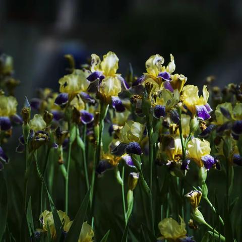 鸢尾花开了