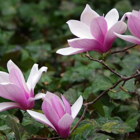 昌乐县西湖小学:风景最美在西湖——记辽宁葫芦岛教育考察团来昌乐县西湖小学考察活动