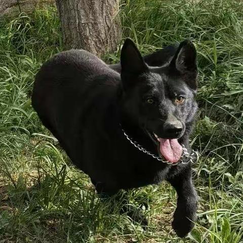爱心接力 寻找雷锋爱心车队联合会应急救援队救援犬