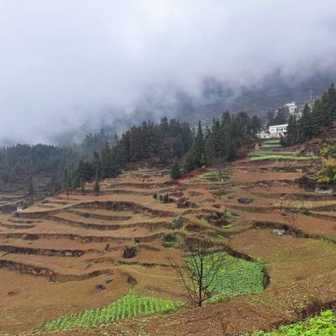 百人下烟田，共促生产忙