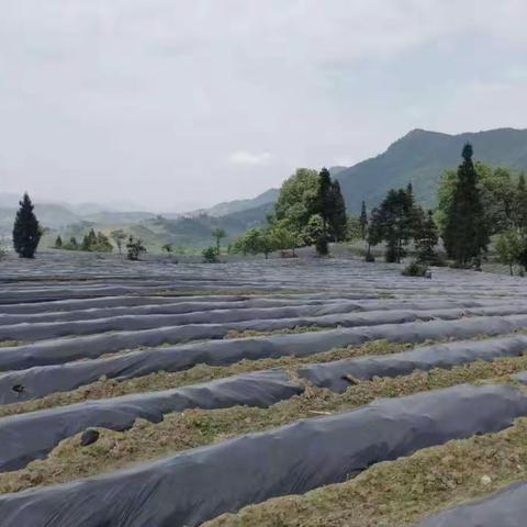 科学种植，服务先行