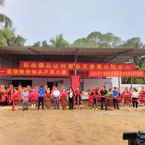 新政镇石让村采取“党支部+集体公司+农户”的模式，带动村民在家门口增收致富