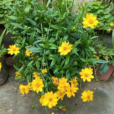 好妻子的祈祷文