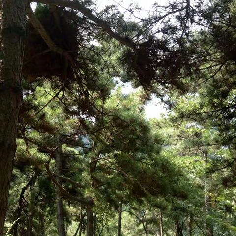 北郊小学教师五老峰之行