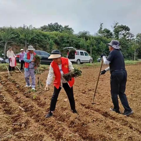 特色种植“试验田”托起经济发展新希望