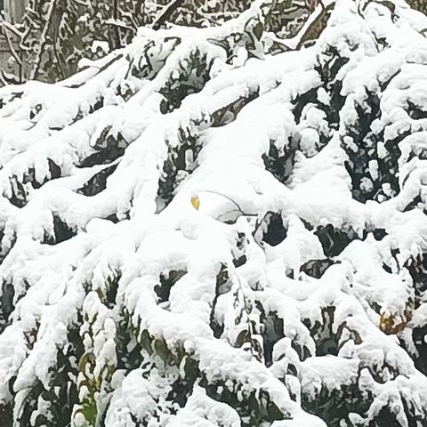 家乡抚顺第一场雪/20231106-