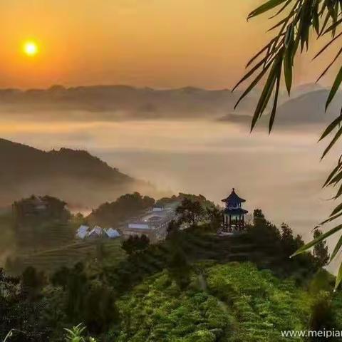 春到茶山，诗到茶园