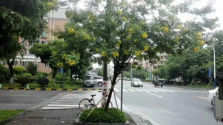 绿化树修剪的好处
