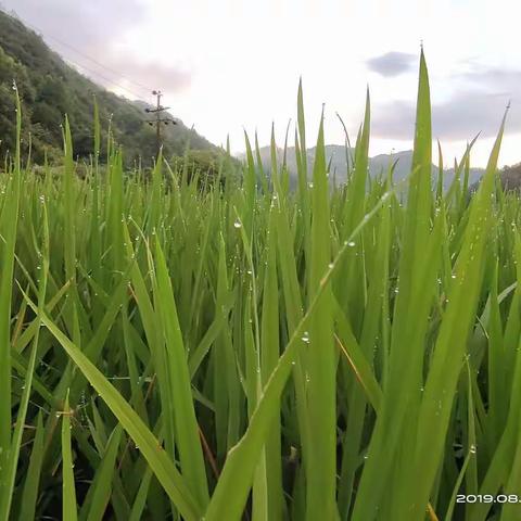 青山新雨后  天气晚来秋