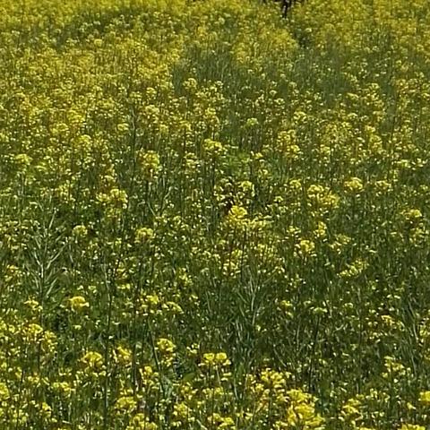 面向大海，春暖花开！