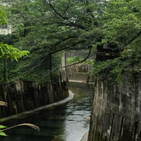 东京街道印象之二：石神井川林荫道