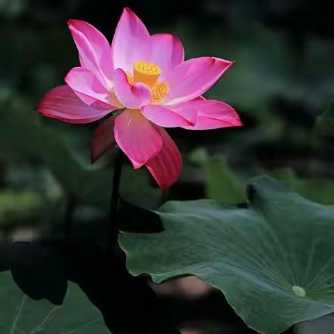 万亩荷花盛开，姚关等你来