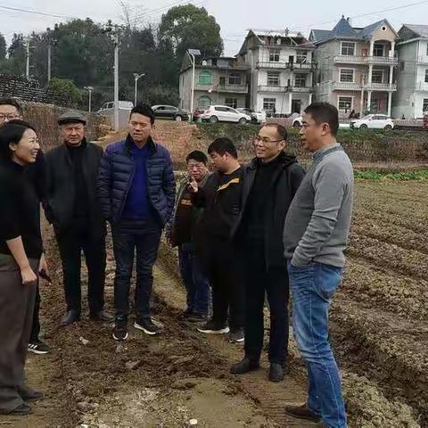 省林业局油茶办副主任金小鹏一行到我市指导高产油茶示范林建设