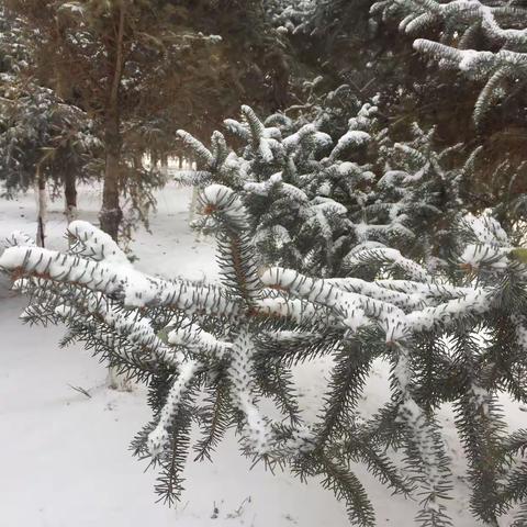 好久没看到雪了，亦如好久不见你。