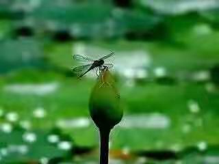 阳光总在风雨后