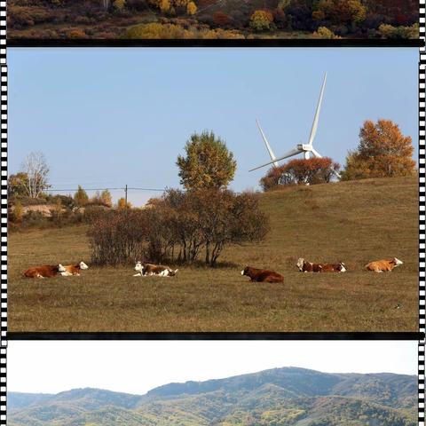 带您欣赏塞罕坝、御道口、乌兰布统最美的秋景画卷