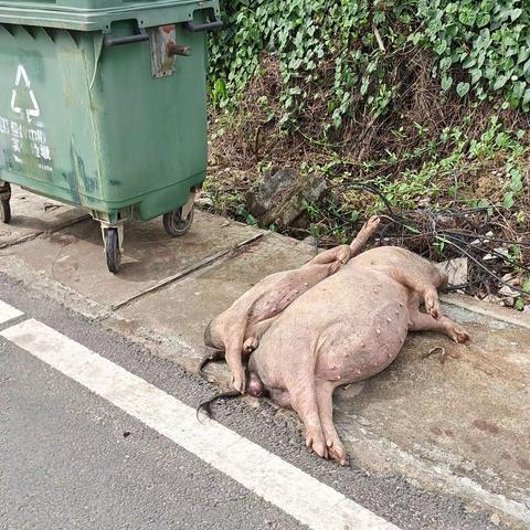 我为群众办实事/天涯区农业农村局高峰防疫员处理死猪工单