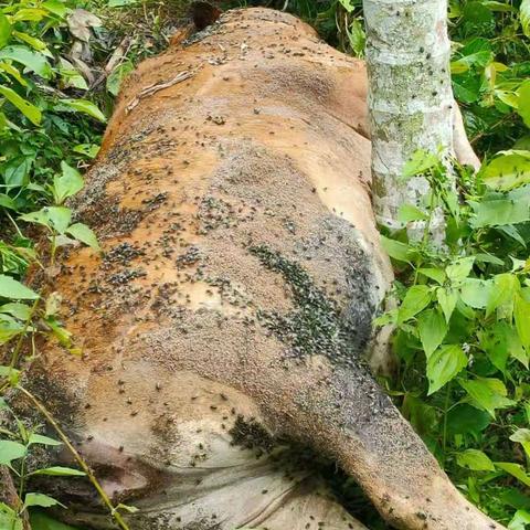我为群众办实事/天涯区高峰片防疫员在抱前处理两头死牛